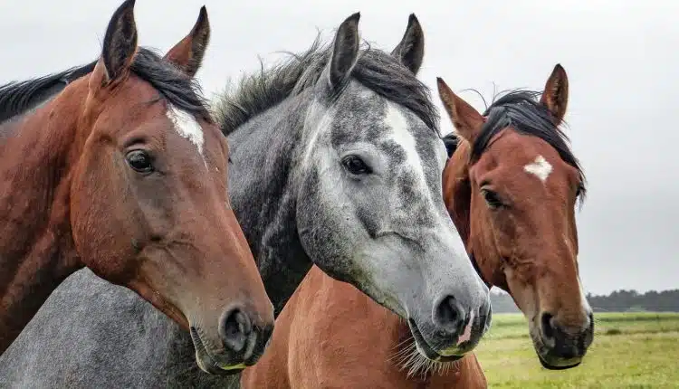 Le meilleur équipement pour le cheval